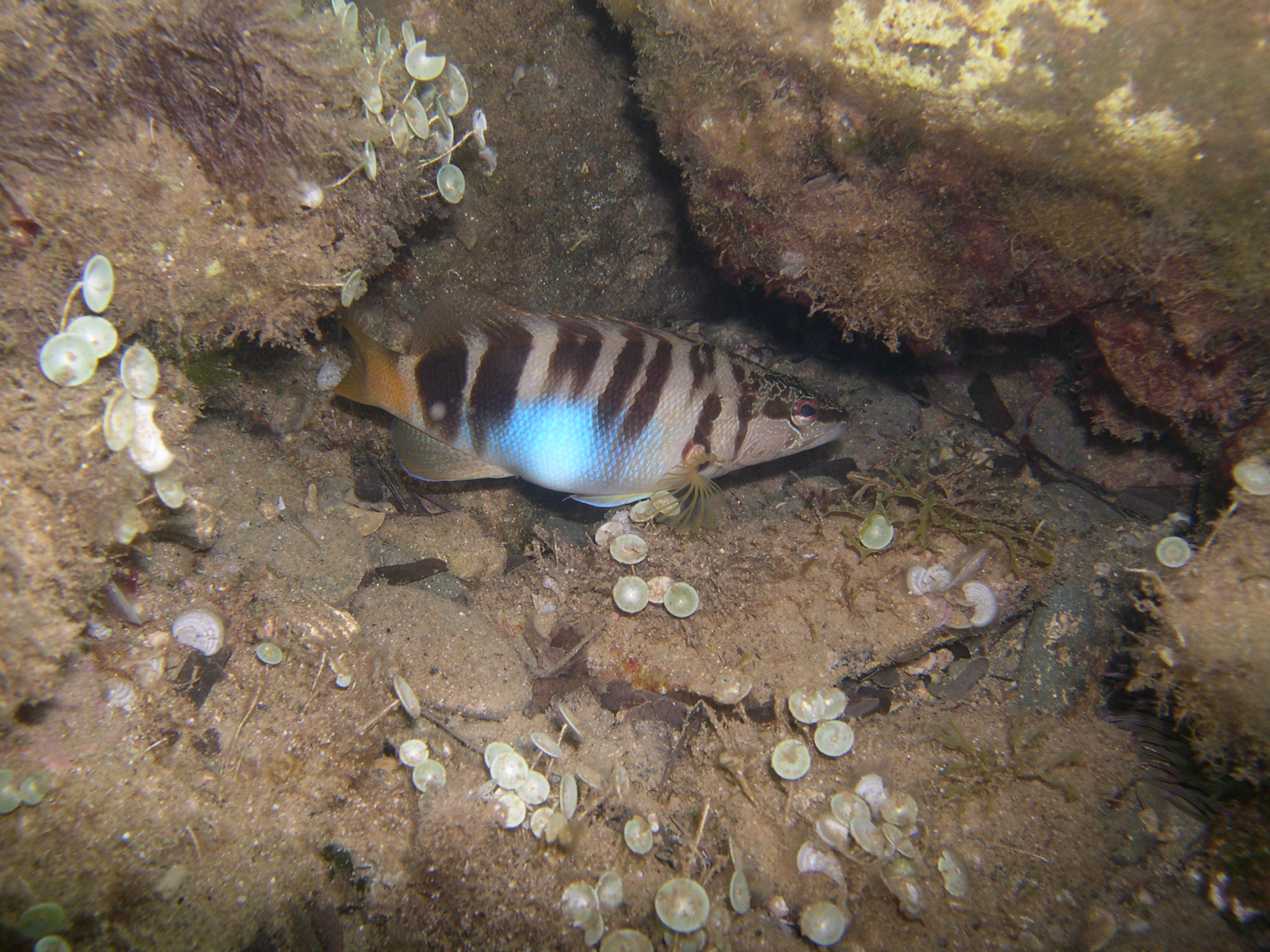 Sarago fasciato Sciarrano