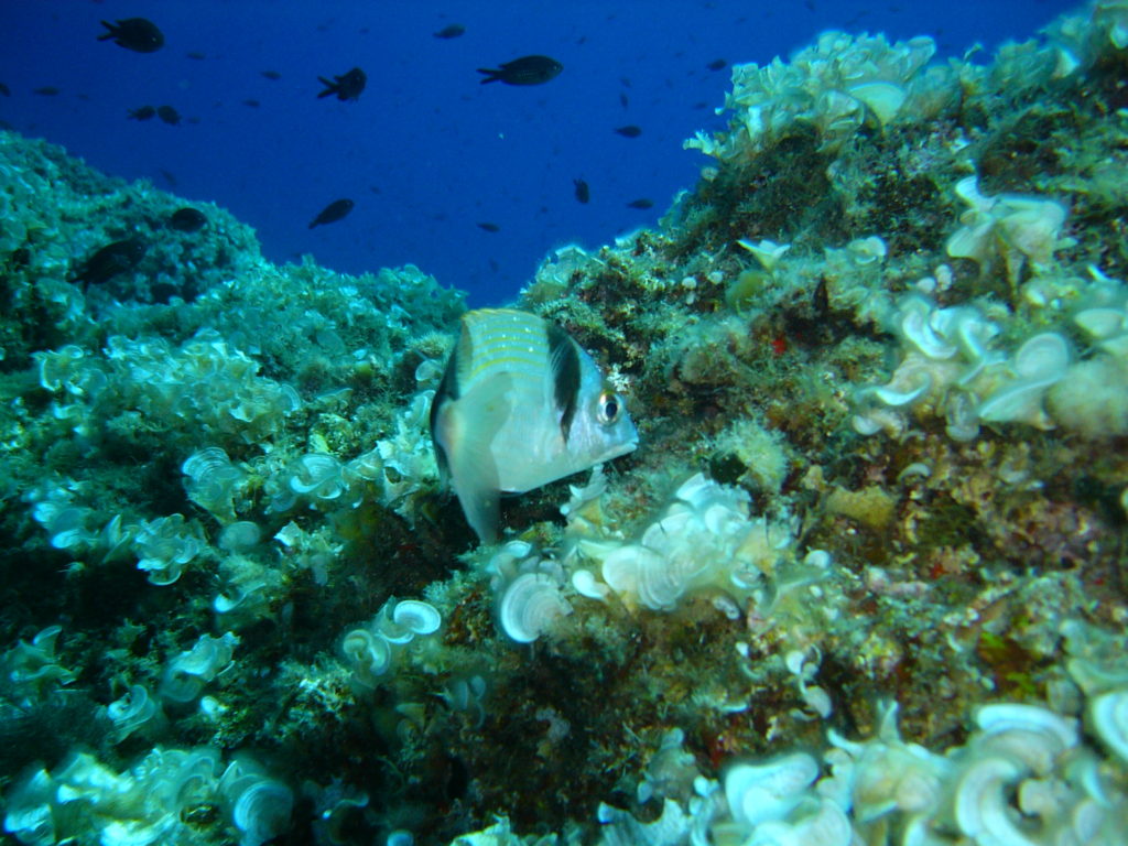 Sarago fasciato Sarago fasciato